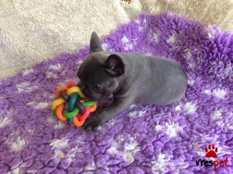 Ράτσα: Γαλλικό Μπουλντόγκ - Bulldog | Ηλικία: 3 μηνών | Φύλο: Θηλυκό | Αρ. Microchip: 902900860290608 | Ιδιώτης | Εκπαιδευμένο | Pedigree | Περιοχή: Αθήνα, Αττική